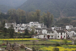 婺源山村春色 白墙黄花映青山