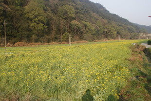 婺源春日田野油菜花绽放