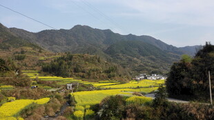 婺源山间油菜花海田园风光