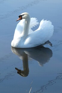 优雅天鹅于湖面悠然自得
