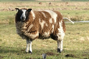 草地上的棕白相间绵羊