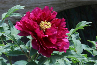 牡丹花  