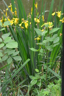 黄菖蒲  