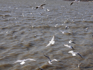 海鸥翱翔于波光水面