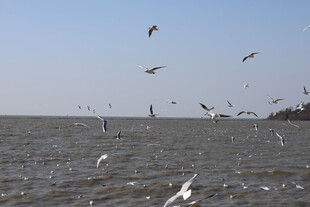 海面上飞翔的成群海鸥