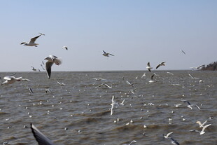 海面上群鸟飞翔的景象