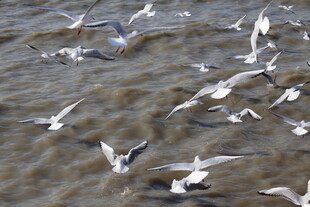 海面上群飞的海鸥