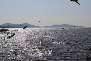 波光粼粼湖面飞鸟景致