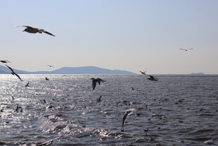 海面上飞翔的成群海鸥