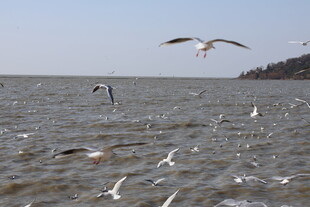 海面上飞翔的成群海鸥