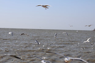 海面上飞翔的成群海鸥
