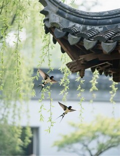 檐下飞燕伴柳景