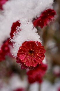 雪中绽放的娇艳红花