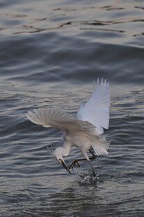 白鹭于水面展翅捕食瞬间