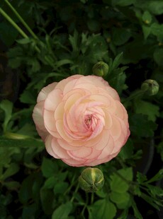 粉色柔美花毛茛特写