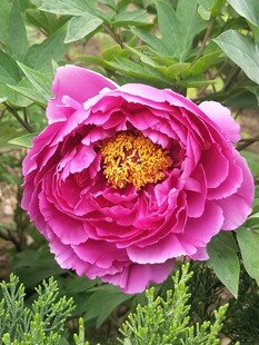 娇艳盛开的粉色牡丹花