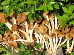 丛生的棕色蘑菇