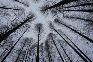 仰视森林中的高耸树木