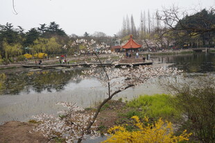 湖畔春日园林景致