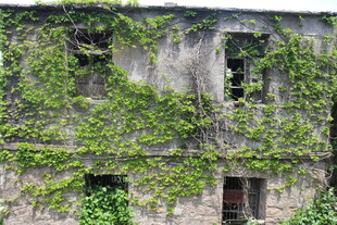 爬满藤蔓的古老废弃建筑