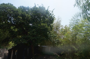 绿意盎然的户外树木景观