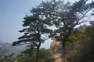 山间挺拔松树风景