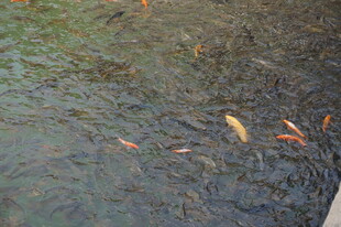 池塘中游动的多彩金鱼