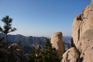 峻峭山石间的挺拔松树