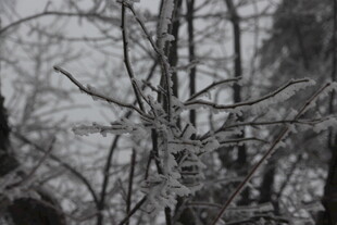 冬日覆雪树枝景象