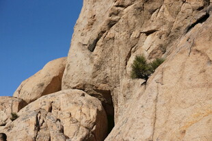 岩石峭壁上的一抹绿意