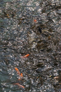 池塘中游弋的多彩金鱼