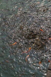 池塘中群聚游动的多彩小鱼