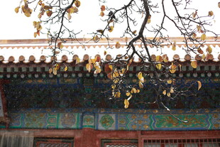 古建枝头银杏叶