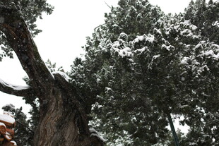 雪覆松树 展现冬日景致