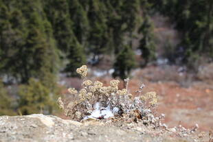 岩石上的鸟与远处山林