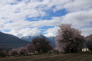 雪山下的烂漫桃花盛景