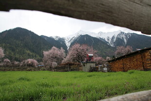 春日山间木屋旁烂漫景致