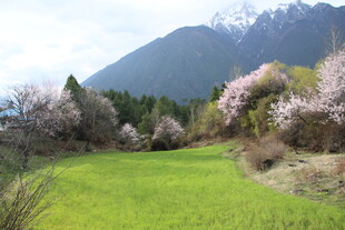 春日山间草地繁花美景