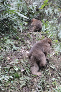 野外觅食的两只棕色猴子