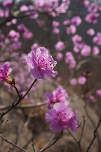 绽放的美丽紫杜鹃