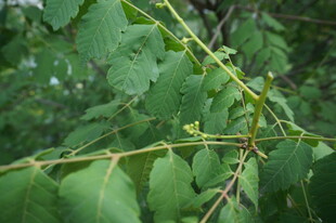 绿叶间的嫩枝与小花