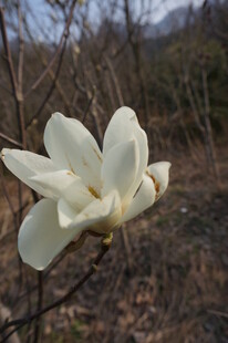 洁白玉兰花绽放枝头