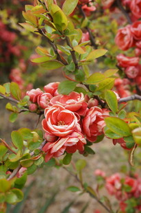 娇艳盛开的红色月季花