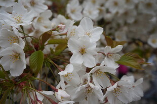 绽放的白色繁花