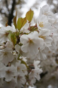 枝头绽放的洁白樱花