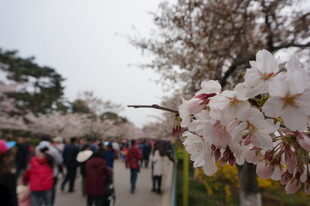 春日赏樱的热闹场景