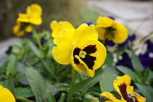 三色堇绽放的美丽瞬间