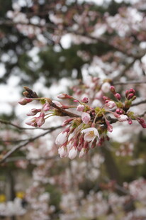 枝头粉嫩樱花初绽