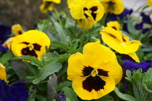 黄色三色堇绽放