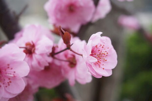 娇艳绽放的粉色桃花